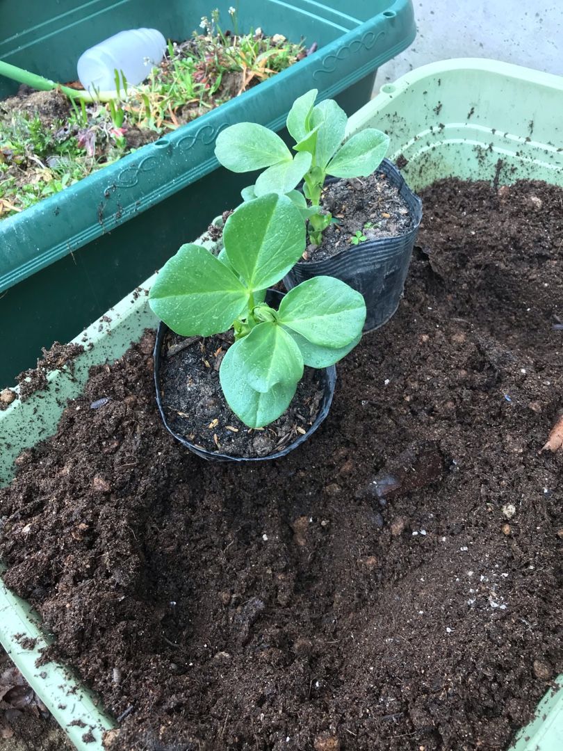 キャベツ植え付け アスパラ ニラ発芽 二児のパパの家庭菜園と趣味の日記 楽天ブログ