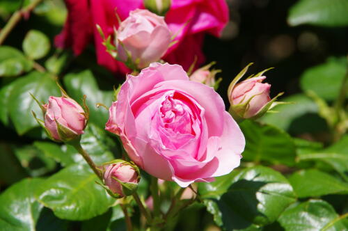 谷津バラ園のバラの花