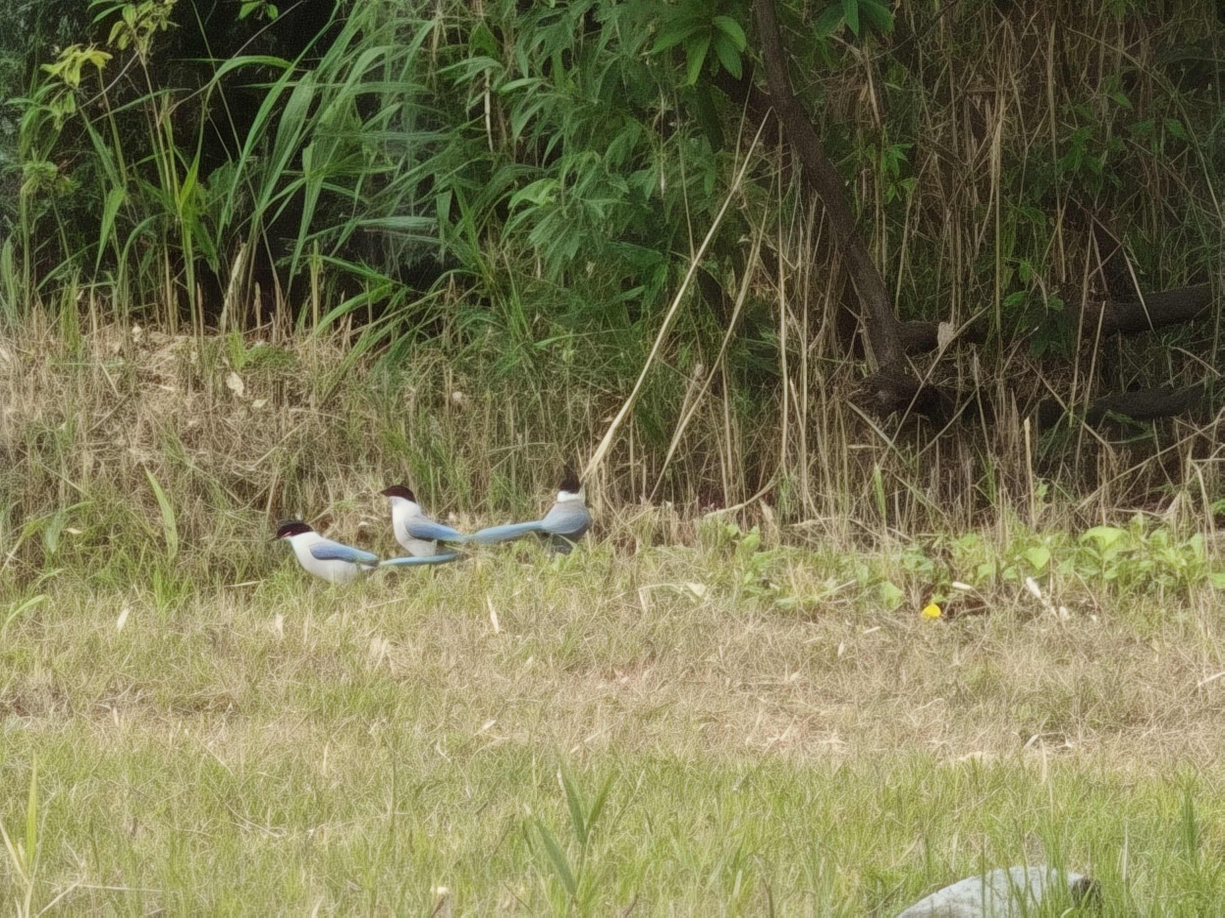 千葉県習志野市　谷津干潟　自然観察センター　オナガ