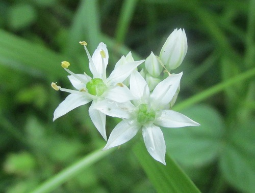 ニラの花