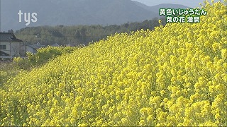 tysnews_菜の花.jpg