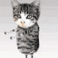 photo.gif