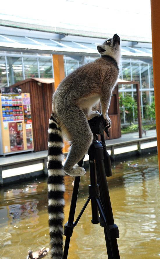 サル
