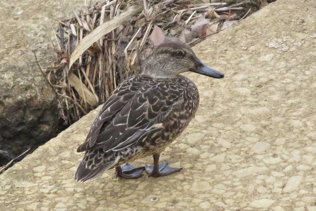 498
