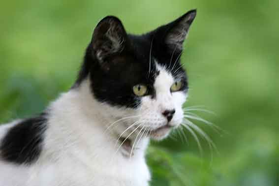 我が家のニャンコ♪2015/8/13-2