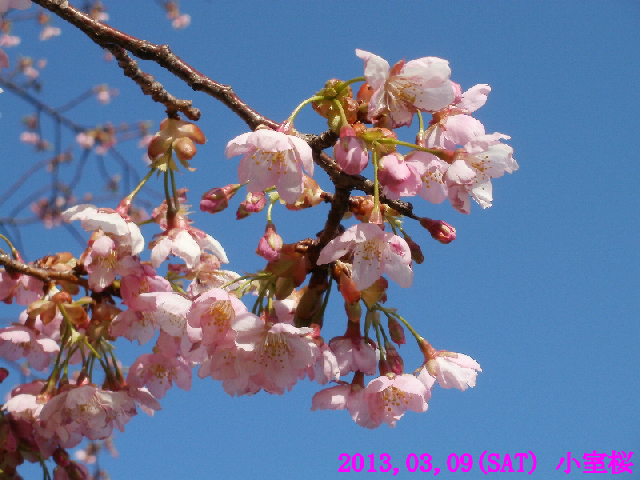 小室桜