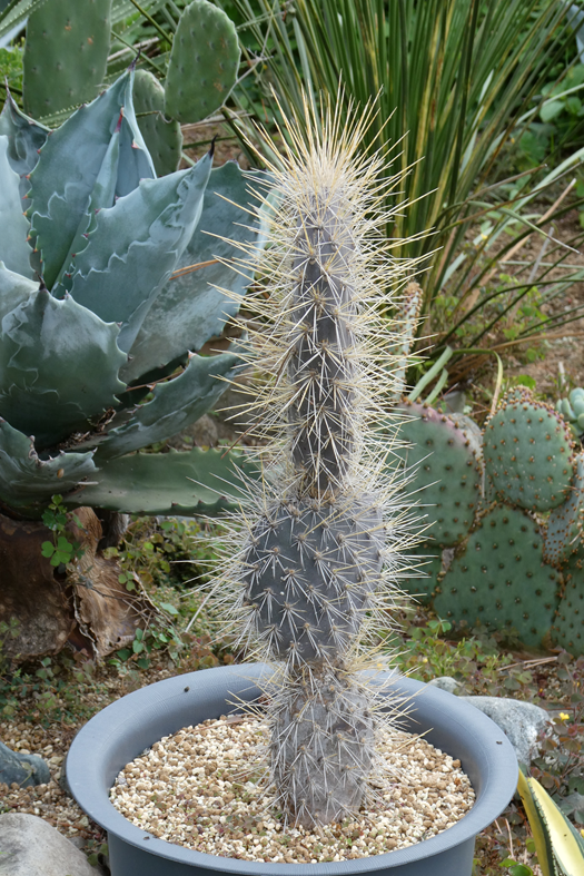 ガラパゴス団扇大株黒肌強棘opuntia galapageiaガラパゲイア傷有り オプンチア ガラパゲイア ｜ mokubaraya もくばらや