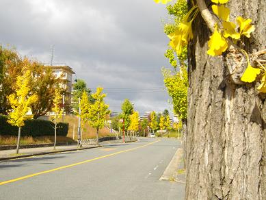 香里団地・いちょう通り