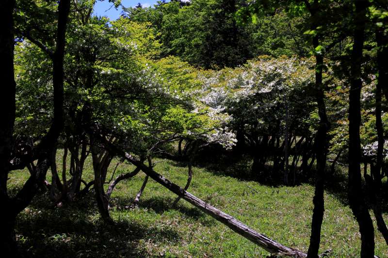 大台ケ原_004.jpg