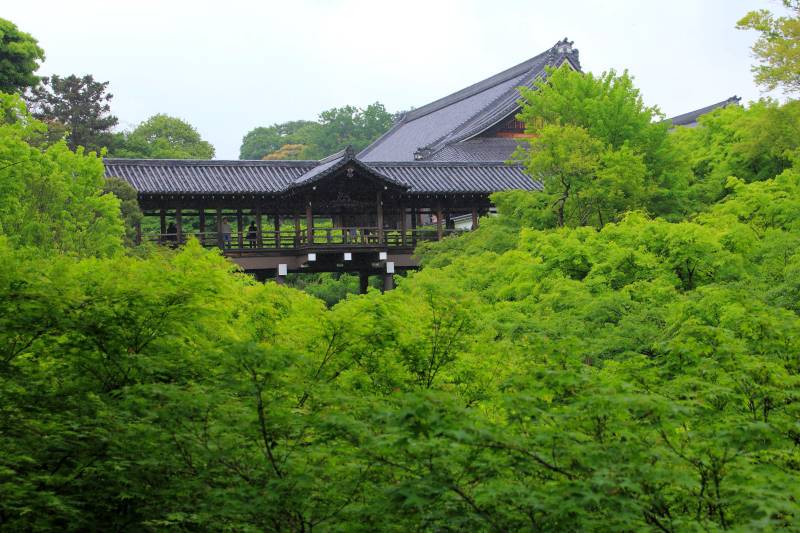 新緑の東福寺_002-2014.06.08-003.jpg
