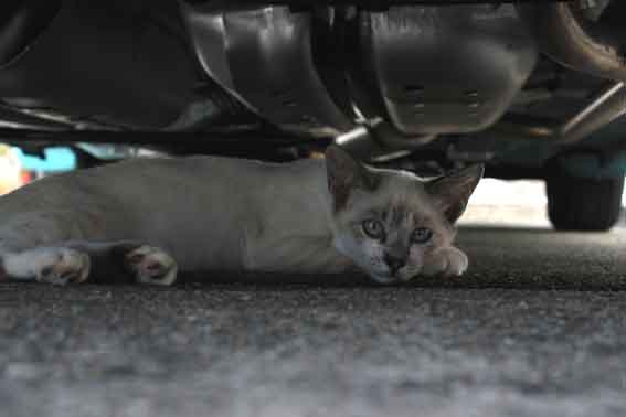 我が家のニャンコ♪2013/8/5-2