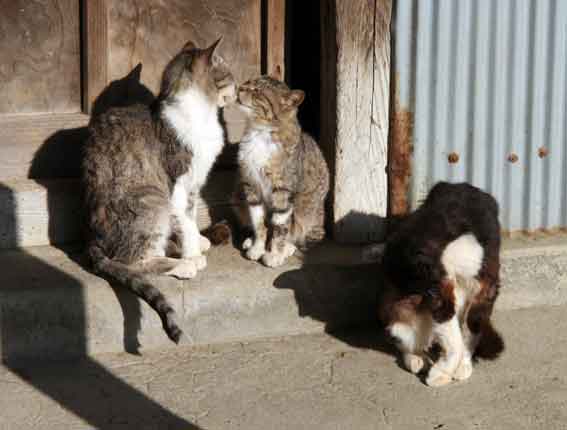 我が家のニャンコ♪2013/5/10-2