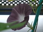 2013年9月25日の朝顔