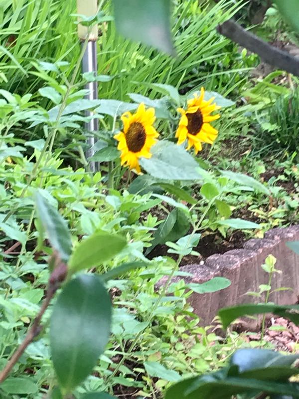 rblog-20180624181305-06.jpg