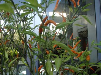 10.13 orennji doragonn.jpg