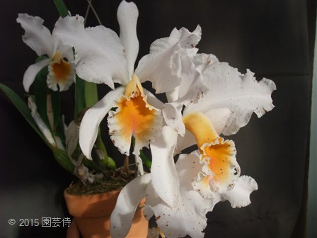 C. percivaliana albescens 'HI' 20151205-2