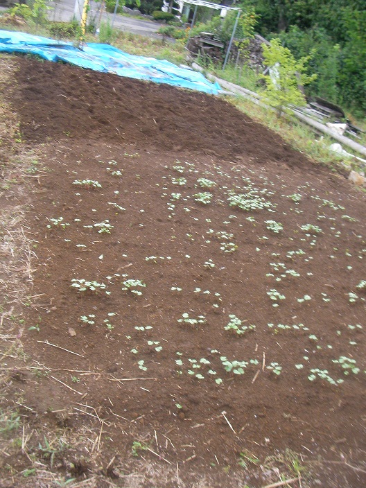 2012-09-02 20120902 010b.jpg