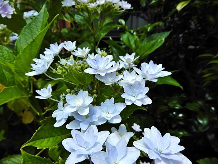 隅田の花火1