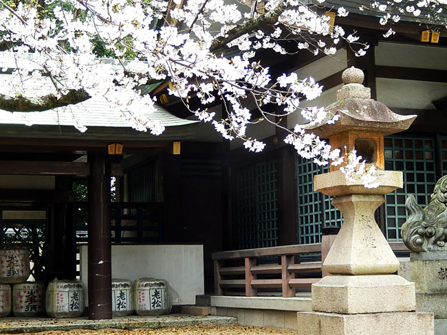 桜3