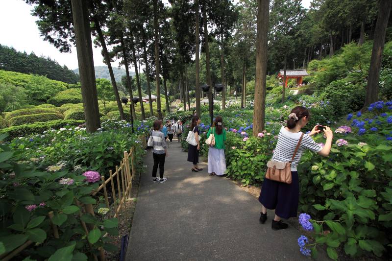 三室戸寺庭園_003.jpg