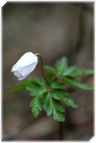 平栗-12 キクザキイチゲ 13.3.31