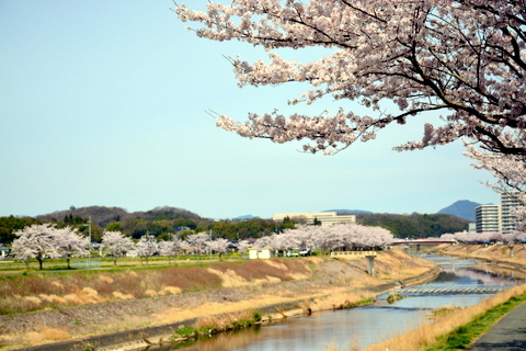 右岸から見た上流の桜