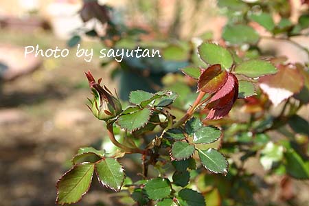 ピエールドゥロンサール