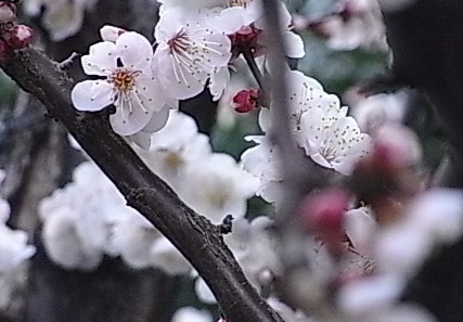 早咲きのサクラ