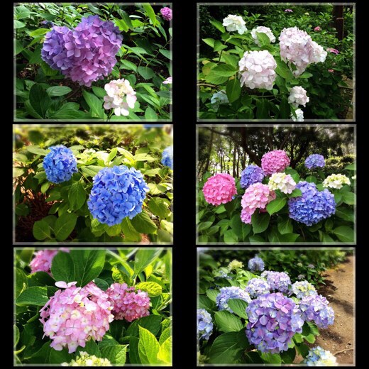 八景島の紫陽花