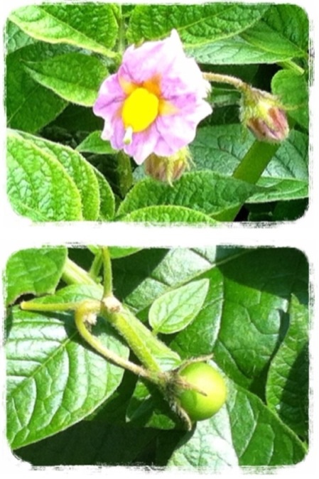 キタアカリの花と実