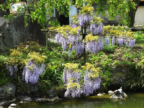 亀戸天神社の藤