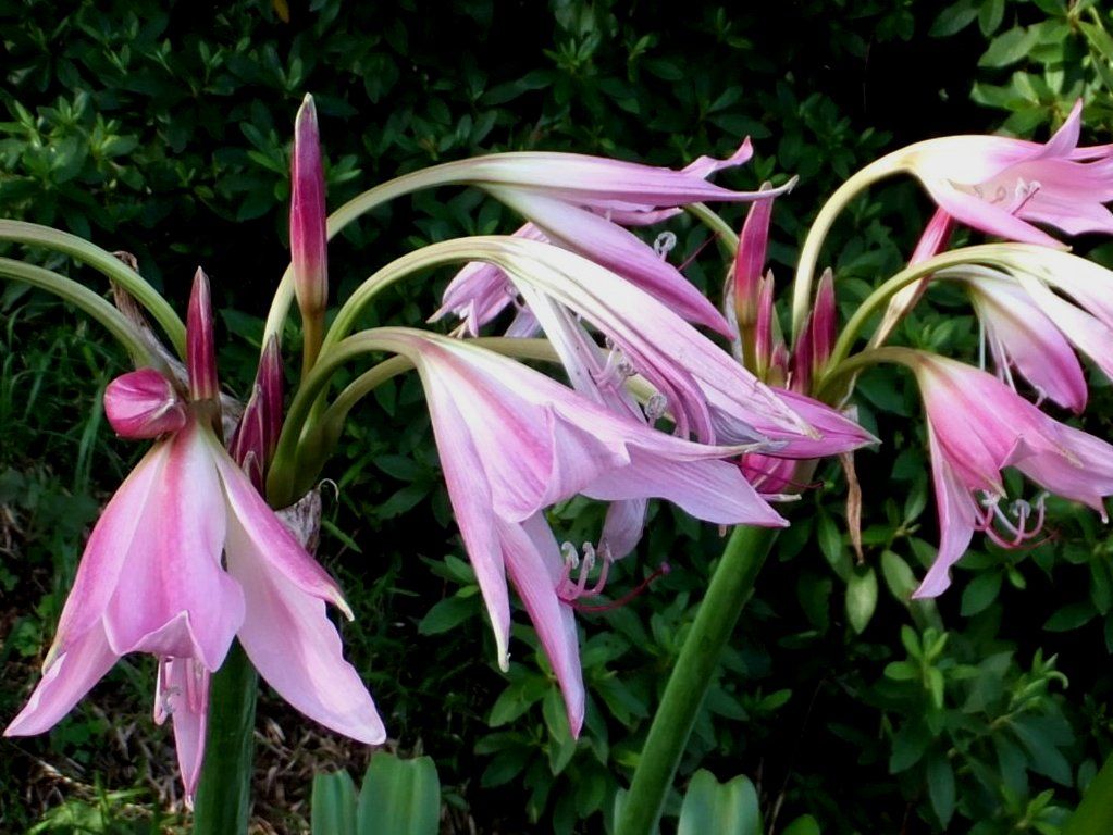 浜木綿の花 Isamuの写真俳句 四季の森空間 楽天ブログ