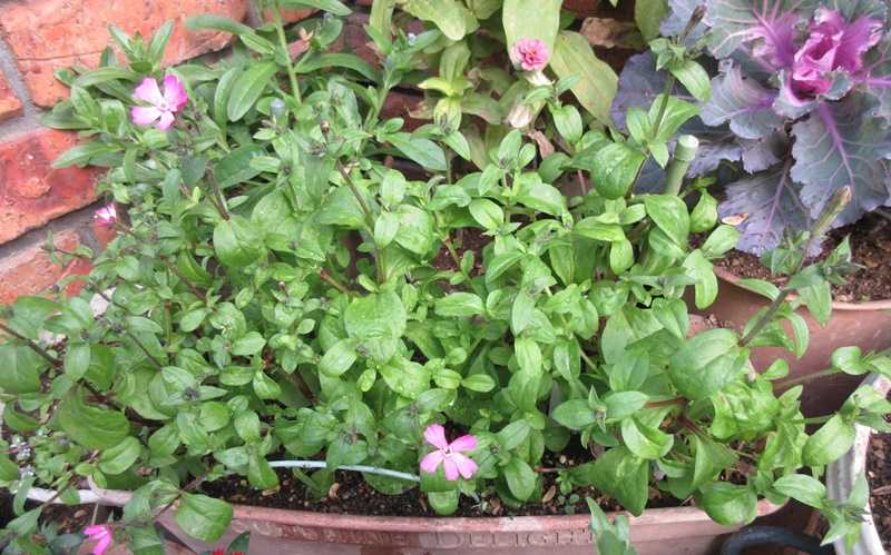 12月に咲く花を増やす ビオラ プリムラ シレネピンクパンサー 狭い庭を花いっぱいにする育て方 楽天ブログ