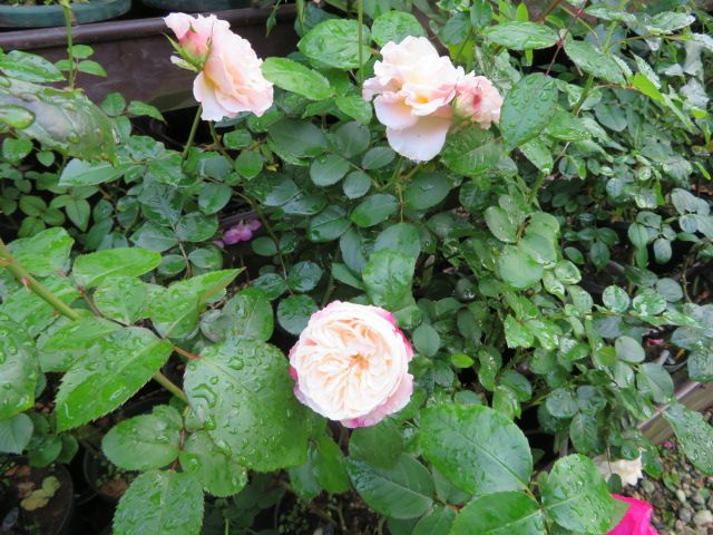 今年の秋バラの美しさとだんだん弱るルルを看る辛さ ばぁばの薔薇の花園 楽天ブログ