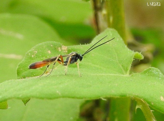 ホウネンタワラチビアメバチ オス 腹部が細長い寄生蜂です いねねの趣味三昧 昆虫 野鳥 古寺巡り 読書 木工 語学など 楽天ブログ