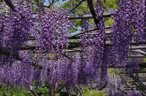 亀戸天神社にて