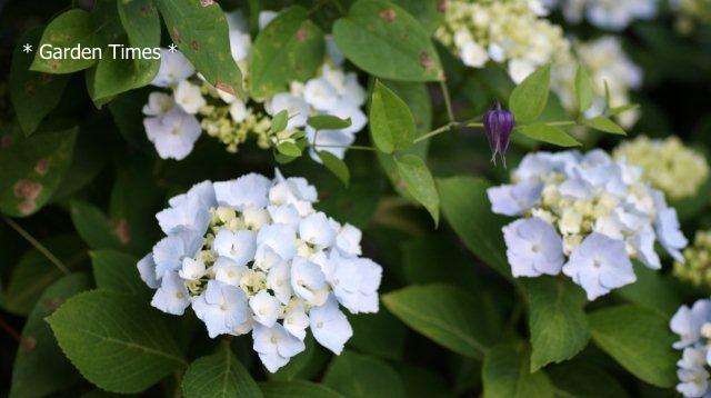 紫陽花