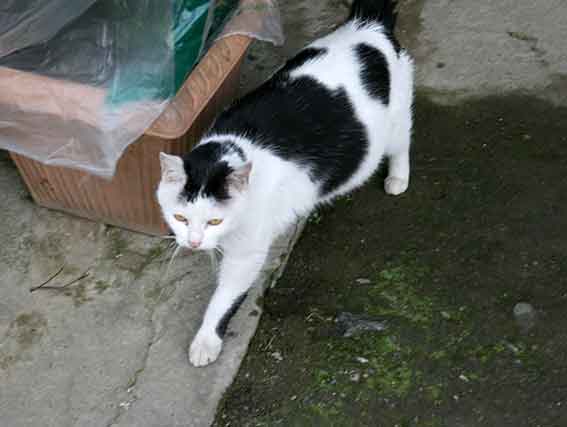 我が家のニャンコ♪2016/4/23-2