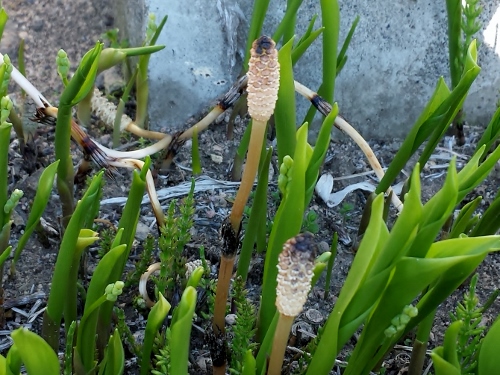 20150426_162506 (500x375).jpg