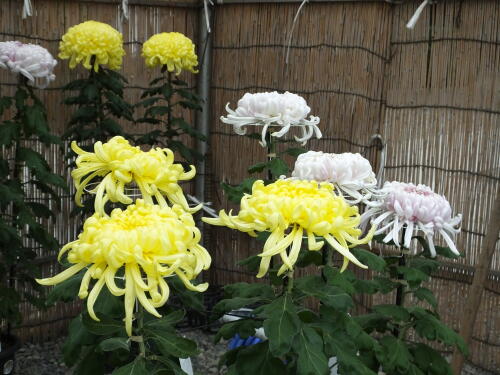 池上本門寺菊花展