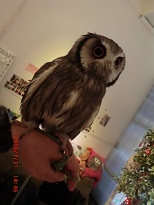 20150731_月島・フクロウのみせ26小さいの腕のせ - コピー.JPG