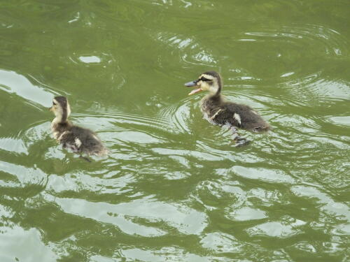 小池公園にて