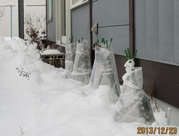 １２／２３バラの囲い足下は雪の中.jpg