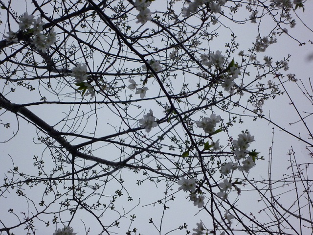 sakura.jpg