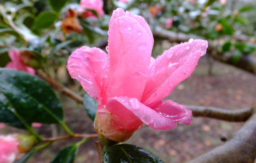 DSCF6997.jpg