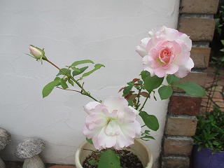 IMG_1443ss.jpg