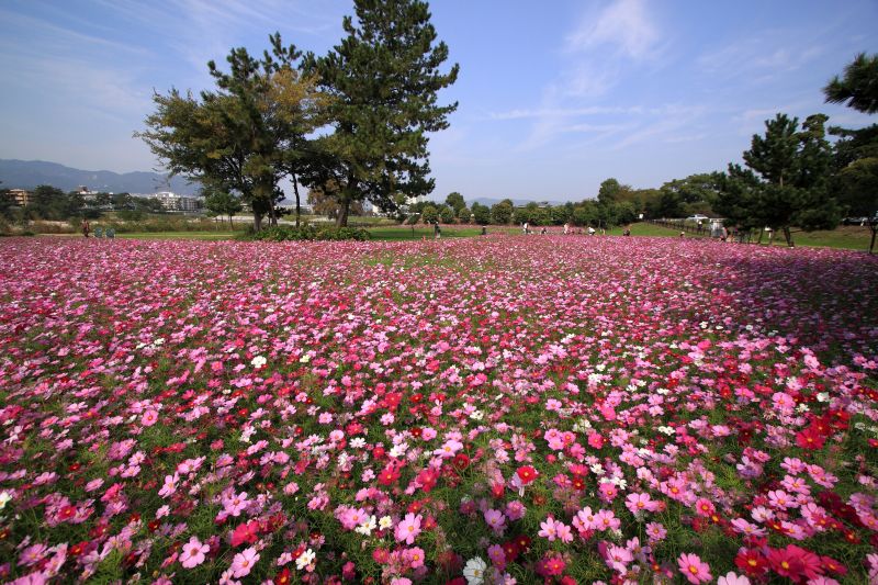 武庫川コスモス園_004.jpg