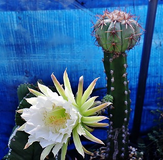 袖ヶ浦開花と今日の作業からほか ガマンマの ニク サボ栽培 楽天ブログ