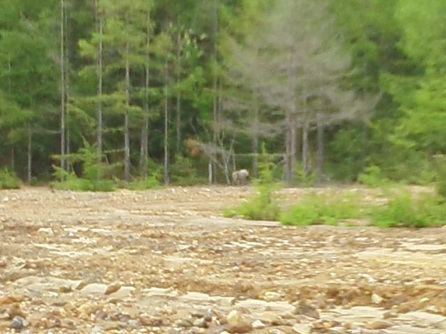 180531 磐梯山登山 川上温泉登山口 てっちゃん先生のひとりごと 楽天ブログ