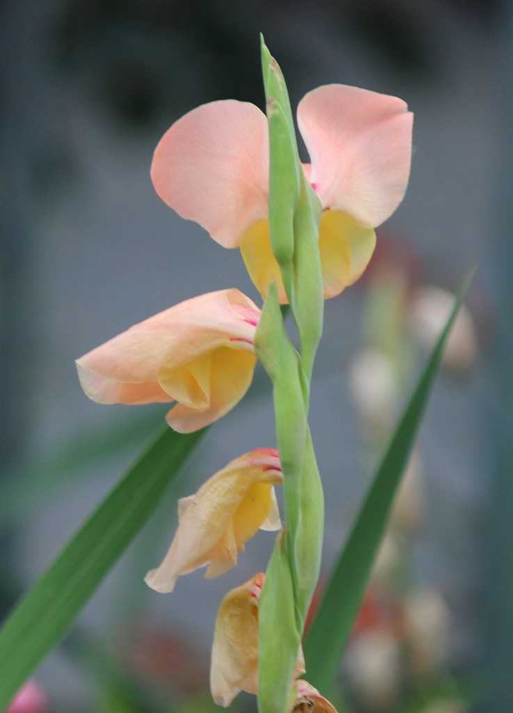 グラジオラス つれづれ日記 楽天ブログ